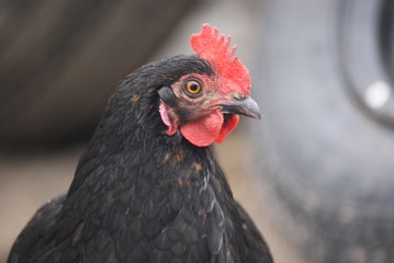 SONY DSC