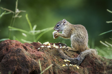 Smith bush squirrel in Kruger National park, South Africa