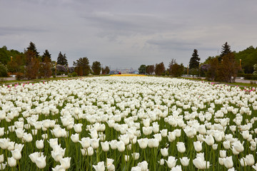 A lot of white tulips