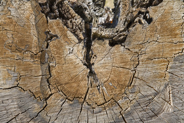 The old stem and wet rot