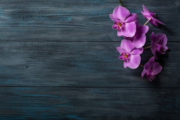 Purple Orchid on blue wooden background