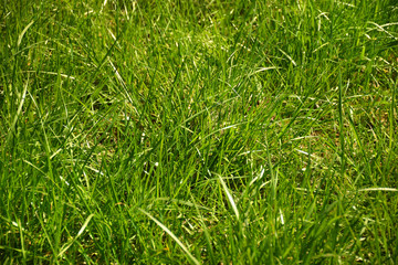 Fresh long green grass background