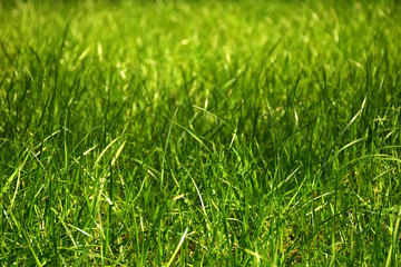 Fresh long green grass background