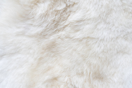 Natural white fur background, design template, place for text