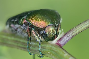 Green rose chafer, Cetonia aurata