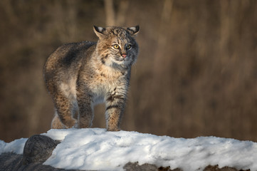 Bobcat (Lynx rufus) Walks Forward On Log