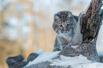 Bobcat (Lynx rufus) Peers Around Log