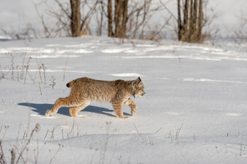 Canadian Lynx (Lynx canadensis) Walks Right Across Snow
