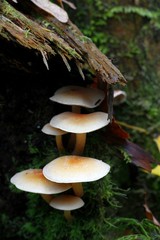 Fototapeta premium Conifer tuft mushroom, Hypholoma capnoides, wild edible mushroom from Finland