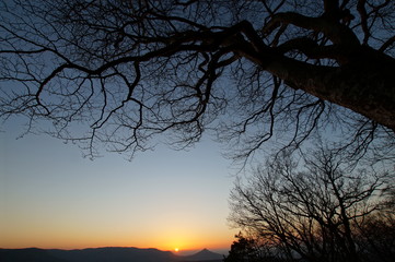 Baum im Sonnenuntergang - 187923447