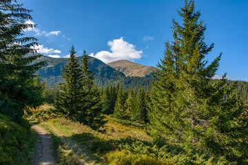 View of the Hoverla mountain, Carpathian Mountains, Ukraine, coniferous forest. ..Autumn mountain landscape on a clear, sunny day.