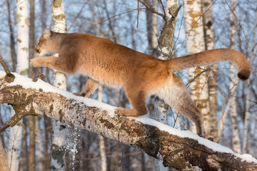 Adult Female Cougar (Puma concolor) Walks Up Birch