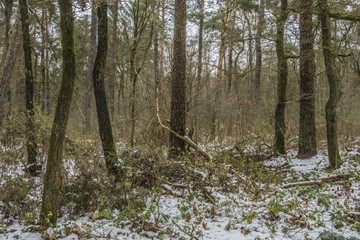 sneeuw tussen de dennen in de Kruisbergse bossen 