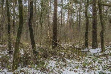 Foto auf Leinwand sneeuw tussen de dennen in de Kruisbergse bossen  © henkbouwers