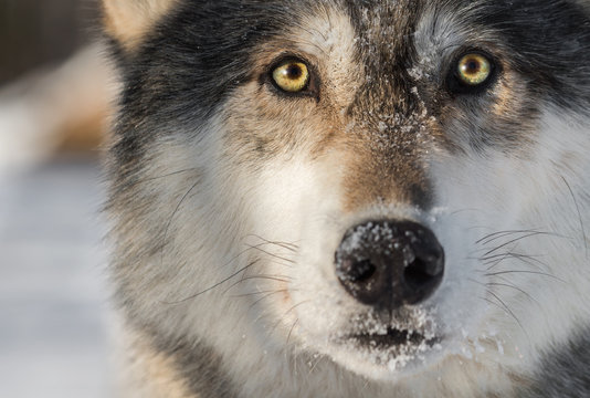 Grey Wolf (Canis lupus) Face Closeup