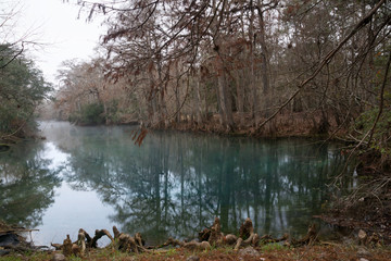  The roots of bald cypress trees in the  Manatee Springs State Park, Florida, USA