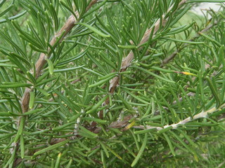 Close up of the herb rosemary