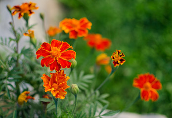 Orange juice flowers grow in the fresh air