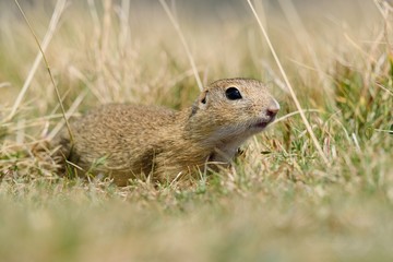 Naklejka na ściany i meble European ground squirrel on a meadow