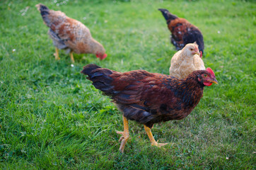  Home poultry chickens grazing and walking outdoors