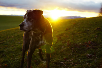 Dog with sunrise