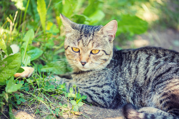 Cat relaxing outdoors in a grass in summer