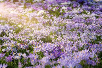 Frühling - Blumenteppich mit liafarbenen Krokussen in der Morgensonne