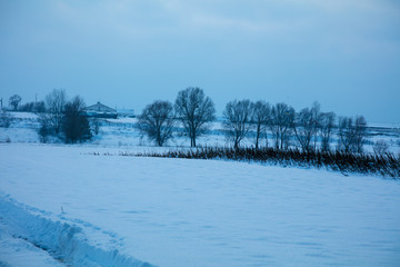 Winter landscape. Snowy field with trees without leaves