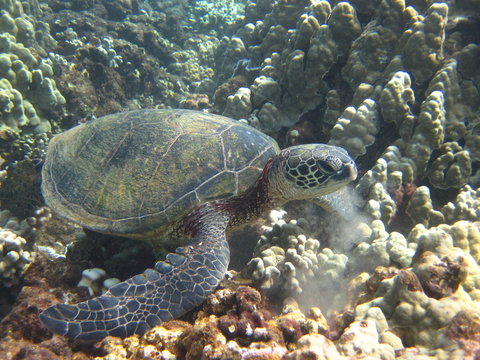 Schildkröte in der Honolua Bay Maui Hawaii USA
