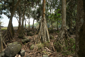 Jungle tree at Anse de Cascades, La Reunion in autumn