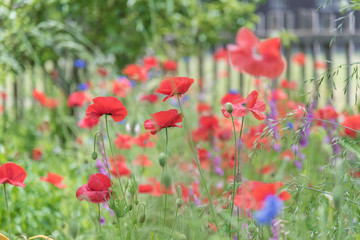 Red poppies and blue cornflowers blooming in garden with white picket fence in background