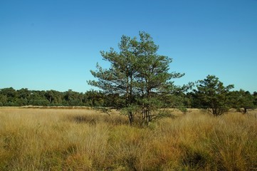 Hochmoorgebiet Große Veen mit Kiefern im Diersfordter Wald Wesel