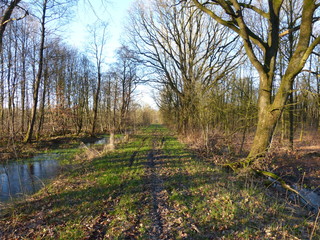 Renatured winter moor forest - Moorwald Aurich - renaturierter Moor Wald - in Ostfriesland Nordsee - North Sea - wild forest - natural reserve - Naturschutz - Spaziergang - walking - walk - moorrland