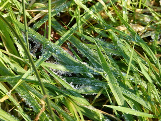 Renatured winter moor forest - Moorwald Aurich - renaturierter Moor Wald - in Ostfriesland Nordsee - North Sea - wild forest - natural reserve - Naturschutz - Spaziergang - walking - walk - moorrland