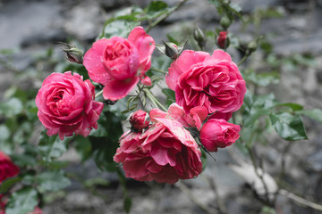 Rosen in Rot oder Magenta