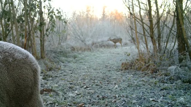 Close view of a Roe deer (Capreolus capreolus) in a wood in a winter day. Animals Full HD Video.  Nature and Wildlife Full HD 1080p video.