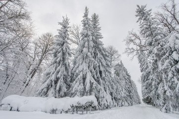 Snowfall in the park