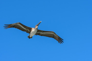 American Brown Pelican flying. Pelecanus occidentalis. Blue sky background.