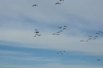 Birds in flight