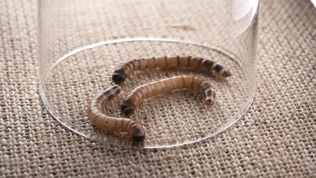 Flour castaneum,larvae,caught and covered with glass