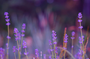 Lavender bushes closeup on sunset. Lavender field closeup. Blooming lavender.Sunset gleam over purple flowers of lavender. 
