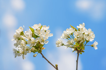 Kirschbaum blüht im Frühling bei Sonnenschein
