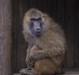 Obraz premium Baboon Sitting in Wooden Hut and Looking Out
