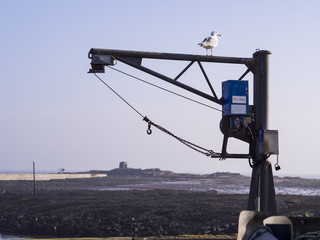 Seagull on Crane with Rocks and Building in Distance