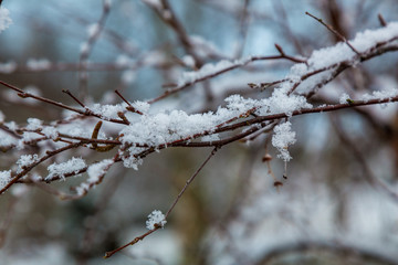 Snöflingor på en trädgren