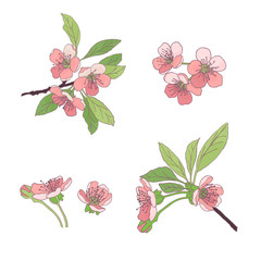 Set-cherry blossoms. Blooming cherry. spring flowers. Drawing.