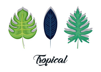 Fototapeta na wymiar set of summer and trendy tropical leaves 