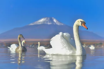 Papier Peint photo Lavable Cygne White Swan se sentant romantique et amoureux au lac Yamanaka avec le fond du mont Fuji