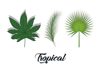 set of summer and trendy tropical leaves 