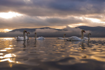 Obraz premium White Swan feeling romantic and love at Lake Yamanaka with Mt. Fuji background